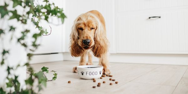 Choosing hot sale dog food